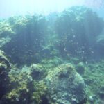 Tenerife Exclusive Snorkeling Trip with Marine Biologist - Who Should Consider This Tour?