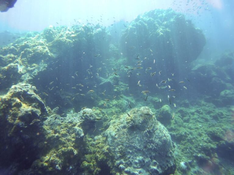 Tenerife Exclusive Snorkeling Trip with Marine Biologist - Who Should Consider This Tour?