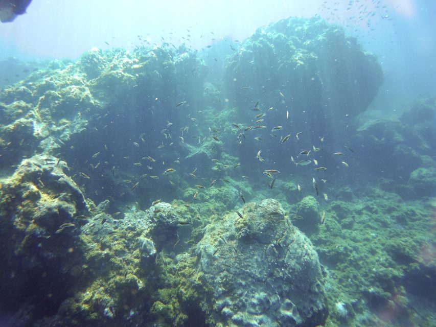 Tenerife Exclusive Snorkeling Trip with Marine Biologist - Who Should Consider This Tour?