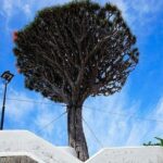 Tenerife Full Island Tour - Authentic Experiences and Tips from Reviews