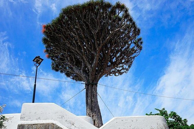 Tenerife Full Island Tour - Authentic Experiences and Tips from Reviews