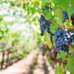 Tenerife Gastronomy Tour with Two Winery Visits and 4-Course Lunch - The Full Experience – What To Expect