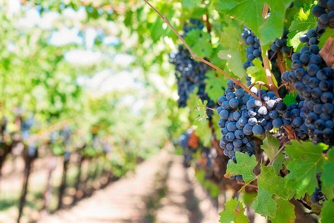 Tenerife Gastronomy Tour with Two Winery Visits and 4-Course Lunch - The Full Experience – What To Expect