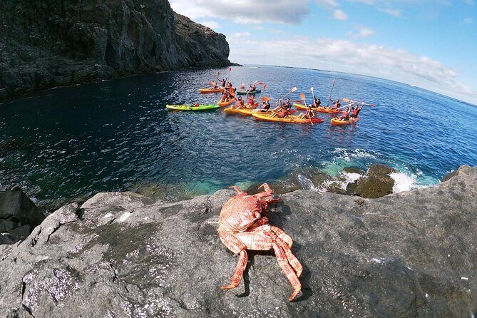 Tenerife: Guided kayak tour with snorkeling in a marine reserve - Why This Tour Offers Great Value