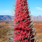 Tenerife Highlights Full-Day Tour - Practical Tips for Making the Most of Your Tour