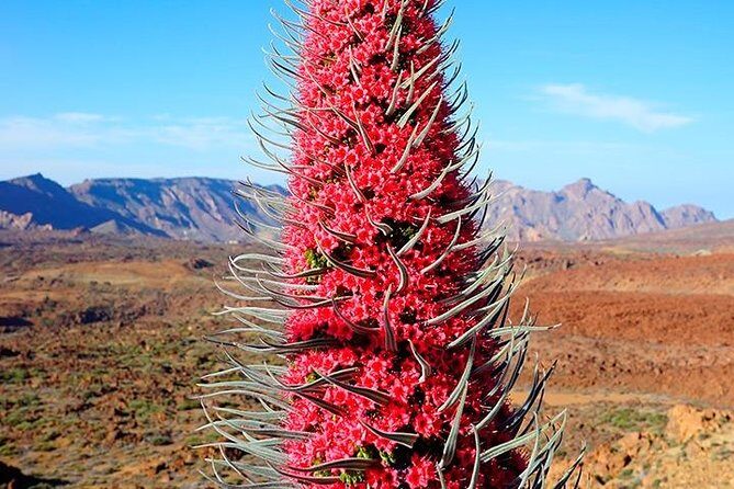 Tenerife Highlights Full-Day Tour - Practical Tips for Making the Most of Your Tour