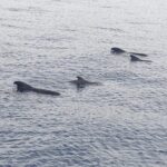 Tenerife Los Cristianos: Whale and Dolphin Eco-Yacht and Swim Stop - What the Reviews Reveal: Authentic Insights