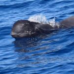 Tenerife: Luxury Private Whale & Dolphin Watching Tour - Pricing and Value for Money