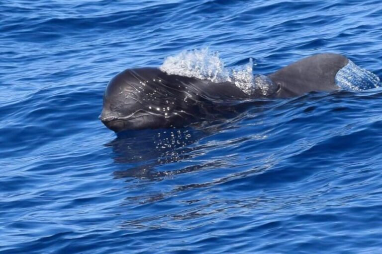 Tenerife: Luxury Private Whale & Dolphin Watching Tour - Pricing and Value for Money