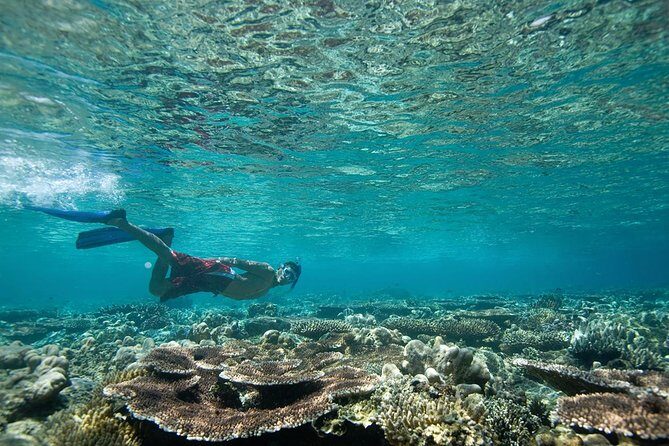 Tenerife Turtle and Snorkel Tour from Costa Adeje - Authentic Experiences from Reviewers