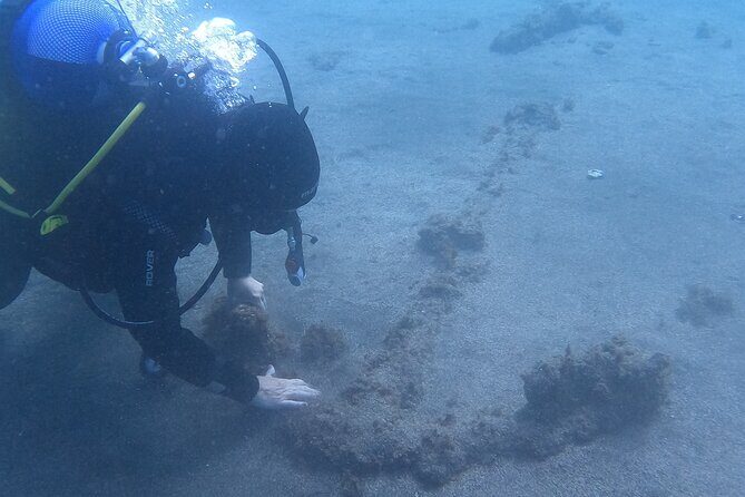 Terceira Azores: Scuba-Double dive Trip(certified Divers) - What to Expect on the Double Dive Trip