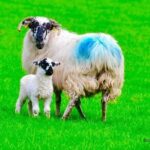 The Best Two Day Tours in Ireland: The Ring of Kerry and Dingle Slea Head Tours - FAQs