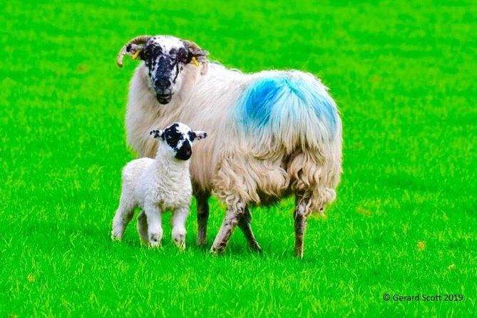 The Best Two Day Tours in Ireland: The Ring of Kerry and Dingle Slea Head Tours - FAQs