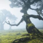 The Fanal Forest by Feeling Madeira - Overview of the Tour Experience