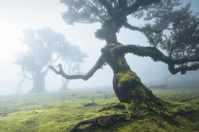 The Fanal Forest by Feeling Madeira - Overview of the Tour Experience