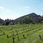 The Grape Escape! Cycling in Beautiful Scenery with Wine Tasting - The Experience in Detail