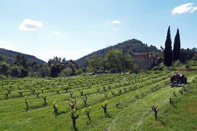 The Grape Escape! Cycling in Beautiful Scenery with Wine Tasting - The Experience in Detail