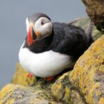 The Great Round Tour: Around Iceland in 13 Days - Who Is This Tour Best Suited For?