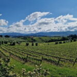 THE MASTER of Chianti Classico 3 Top Wineries Limousine Service - Who Is This Tour Best For?