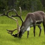 The North Cape, Reindeer and Sami Families Tour - Price and Value Analysis