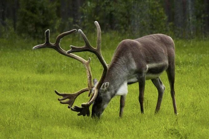 The North Cape, Reindeer and Sami Families Tour - Price and Value Analysis