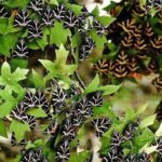 The Valley of Butterflies and Halki Day Tour - Authenticity and Review Insights