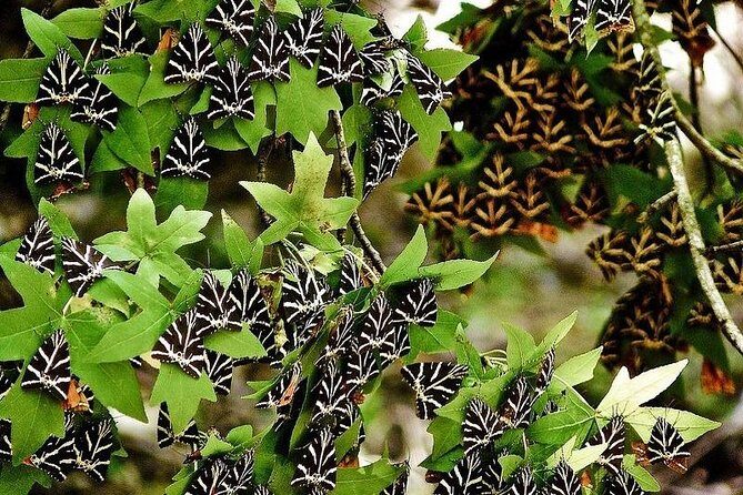 The Valley of Butterflies and Halki Day Tour - Authenticity and Review Insights