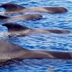 The Worlds Largest RIB luxury 3hrs including lunch and drinks - The Value of This Tour