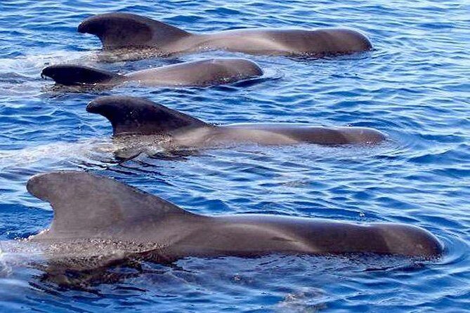 The Worlds Largest RIB luxury 3hrs including lunch and drinks - The Value of This Tour