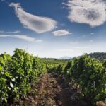 Tikvesh Wine region - The Experience in Detail