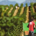 Tirana Lundra Winery Guided Tour with Wine Tasting - A Closer Look at the Lundra Winery Guided Tour