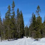 Top of Oslo Snowshoe Tour - Authentic Insights from Reviewers