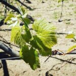 Tour from Napoli to pompei/ercolano: Luxury Tour, Secret Vineyard - FAQs