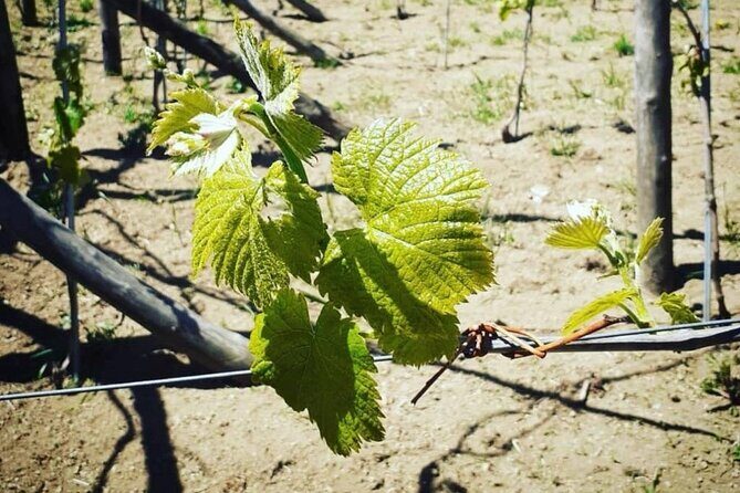 Tour from Napoli to pompei/ercolano: Luxury Tour, Secret Vineyard - FAQs