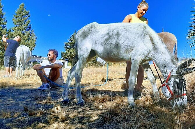 Tour the Sanctuary and Walk with the Donkeys and Share their Love - Who Should Book This Tour?