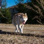 Tour to Husky Park with Cani-Cross Hike - FAQ