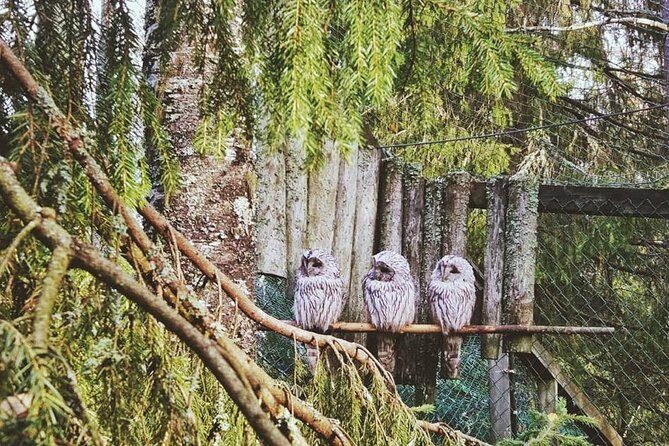 Tour to Ranua Zoo Wildlife Park Small Group Experience - Who Will Love This Tour?