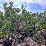 tour with tasting in the Bronte pistachio plantations - Who Will Love This Tour?