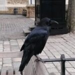 Tower of London Private Tour - What You Can Expect at Each Stop