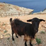 Traditional villages of Chania Private Tour to Explore pure Crete - What Makes this Tour Stand Out