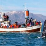 Traditional Whale Watching from Húsavík by Local Family Company - The Sum Up: Is It Worth It?
