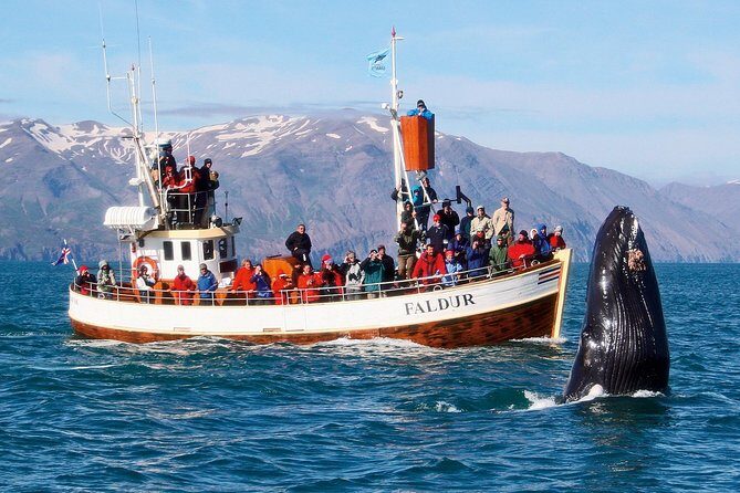 Traditional Whale Watching from Húsavík by Local Family Company - The Sum Up: Is It Worth It?