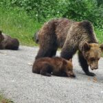 Transfagarasan Road Private Day Trip from Bucharest / The Best Road in the World - Final Thoughts: Who Should Consider This Tour?