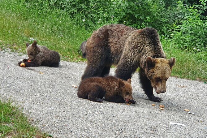 Transfagarasan Road Private Day Trip from Bucharest / The Best Road in the World - Final Thoughts: Who Should Consider This Tour?