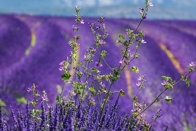 Transfer Marseille Airport Cruise Port Terminal - The Experience in Detail