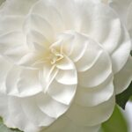 Tremezzina: Villa Carlotta Museum and Garden Entry Ticket - Who Would Love This Tour?