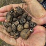 Truffle Hunting and Lunch in Piedmont Trattoria - Who Should Consider This Tour?