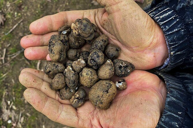 Truffle Hunting and Lunch in Piedmont Trattoria - Who Should Consider This Tour?