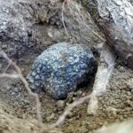 Truffle Hunting Experience in Assisi - The Guides and Their Role