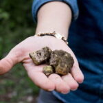 Truffle hunting + gourmet tasting (transfer included) - Who Would Love This Tour?